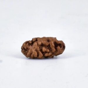 1 mukhi rudraksha