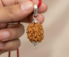 2 Mukhi Rudraksha
