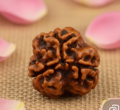 3 Mukhi Rudraksha