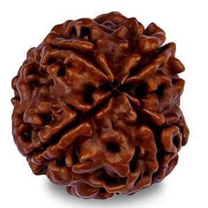 4 Mukhi Rudraksha