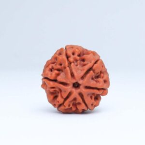 6 Mukhi Rudraksha