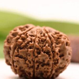 8 Mukhi Rudraksha