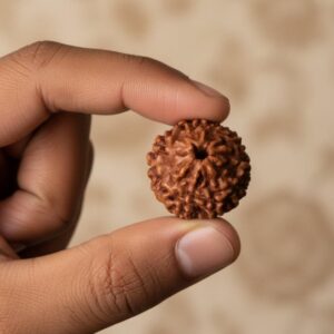 9 Mukhi Rudraksha