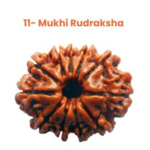 11 Mukhi Rudraksha