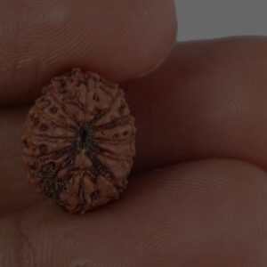 12 Mukhi Rudraksha