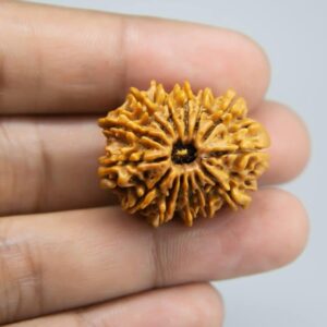 14 Mukhi Rudraksha